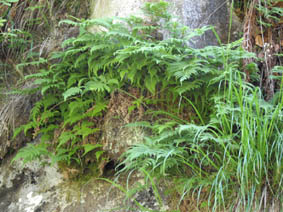 Phegopteris connectilis